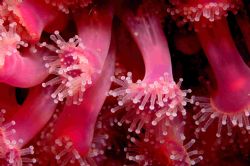 We have lovely marine life in the UK - jewel anemones fro... by Malcolm Nimmo 